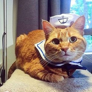 Sailor costume for pets. Small